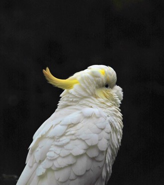 Sulphur crested Cockatoo